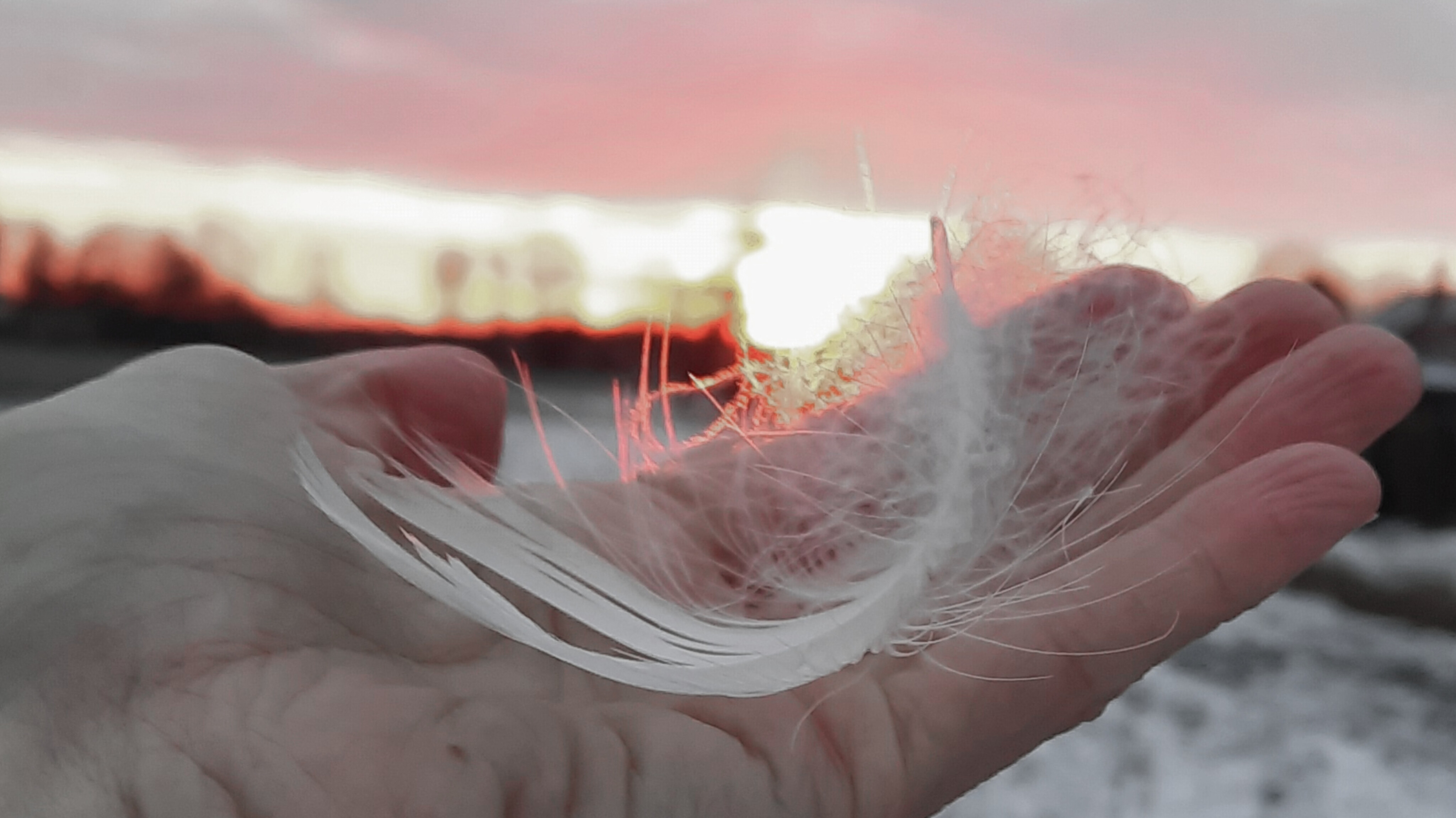 jemnost  sila zeny jonikvet